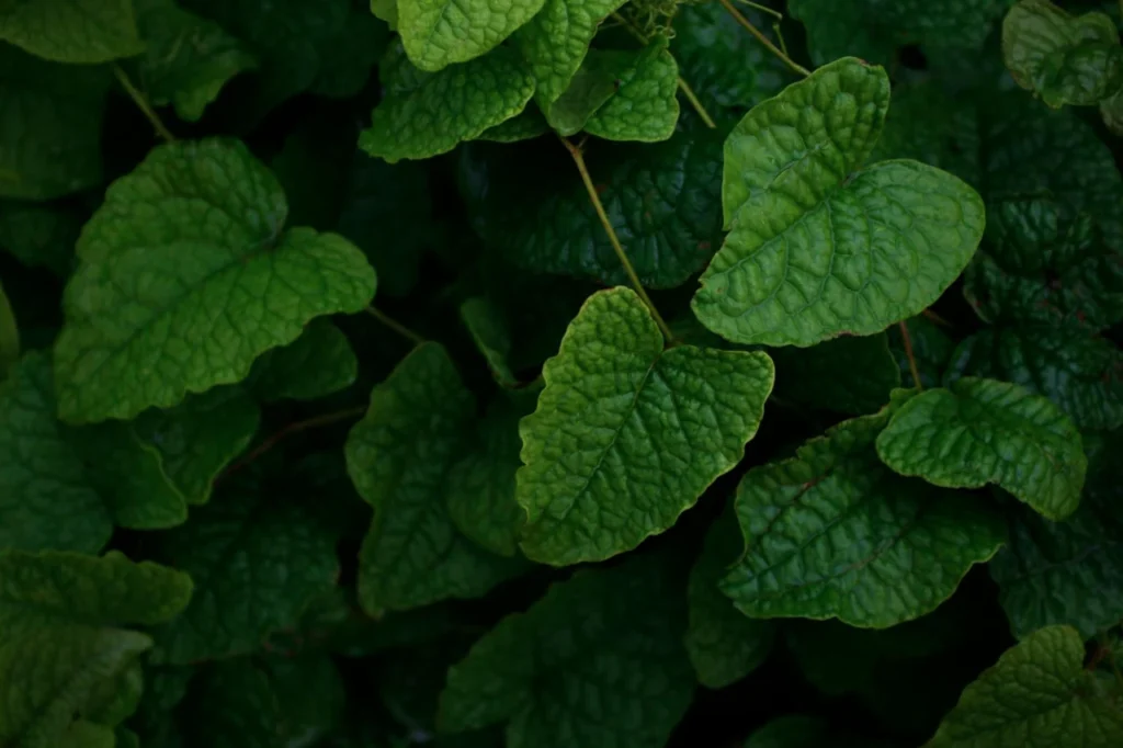 Horny Goat Weed