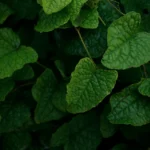 Horny Goat Weed
